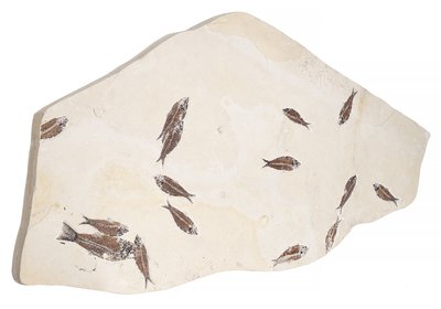 Рыбы Knightia sp.