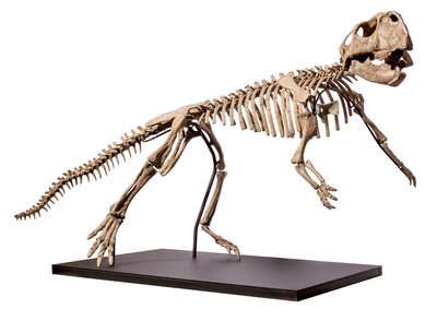 Скелет динозавра Psittacosaurus sp.