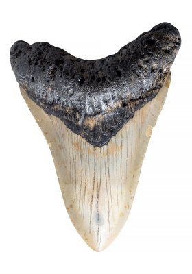 Зуб мегалодона 11,5 см