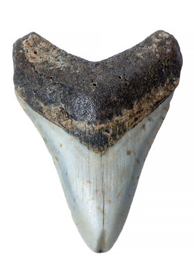 Зуб мегалодона 8 см