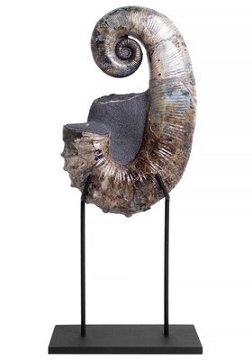 Аммонит Audouliceras sp.
