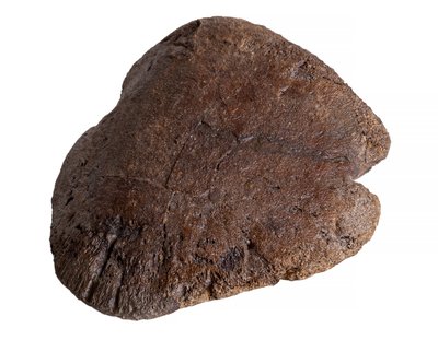 Коготь динозавра Hadrosaurus sp.