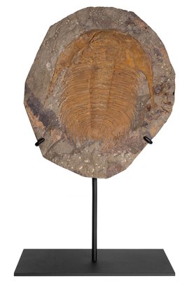 Трилобит Acadoparadoxides sp.