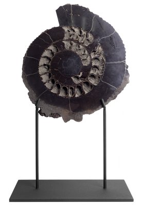 Аммонит Speetoniceras Versicolor 