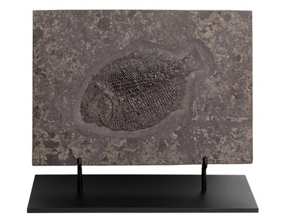 Рыба Dapedium sp.