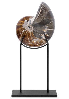 Наутилус Cymatoceras sp.