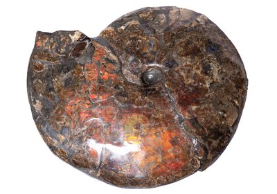 Аммонит Placenticeras costatum