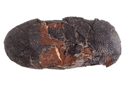 Яйцо Oviraptor sp.