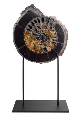Аммонит Speetoniceras versicolor 