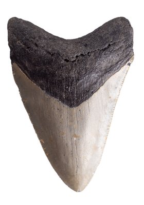 Зуб мегалодона 9,3 см