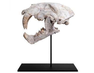 Череп саблезубой кошки Machairodus horribilis