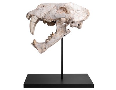 Череп саблезубой кошки Machairodus horribilis