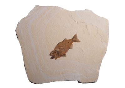 Рыба Mioplosus labracoides 