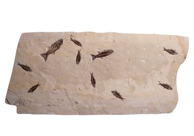 Рыбы Knightia sp.