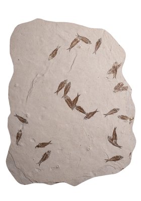 Рыбы Knightia sp.
