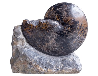 Аммонит Placenticeras sp.