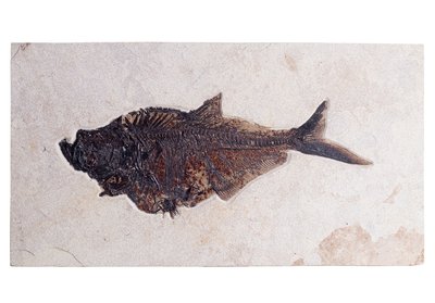 Рыба Diplomystus sp.