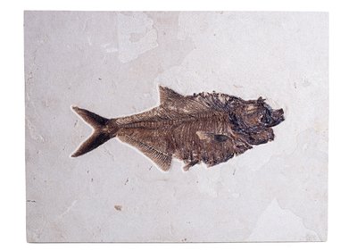 Рыба Diplomystus sp.