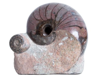 Наутилус Cymatoceras sp.