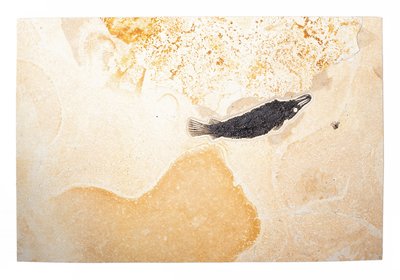 Рыба Atractosteus Lapidosteus