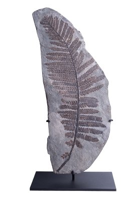 Папоротник Lescuropteris genuine 