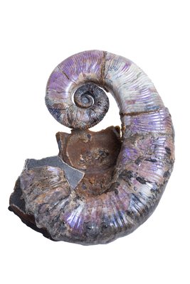 Аммонит Audouliceras sp.