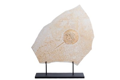 Мечехвост Mesolimulus walchi