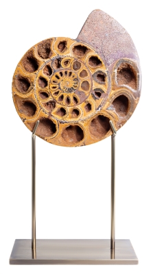 Аммонит Perisphinctes sp.