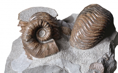 Аммониты Cheloniceras sp., Ancyloceras sp. и наутилус Cymatoceras sp.
