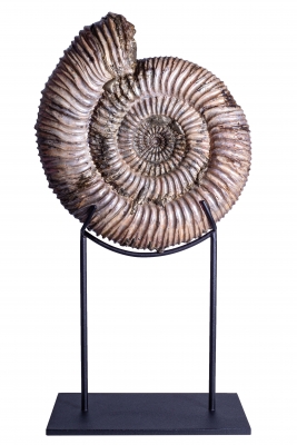 Аммонит Speetoniceras versicolor
