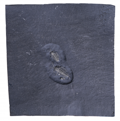 Трилобиты Triarthrus eatoni