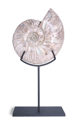 Аммонит Cleoniceras sp.