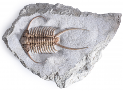 Трилобит Paraceraurus exsul