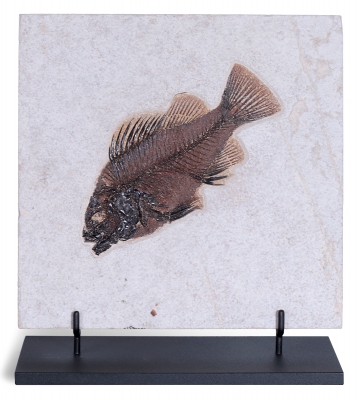 Рыба Priscacara serrata