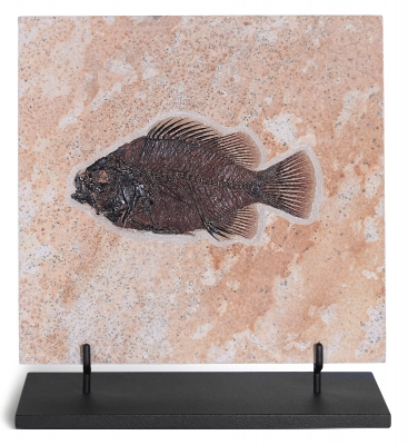 Рыба Cockerellites liops