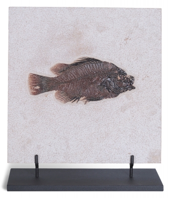 Рыба Priscacara sp.