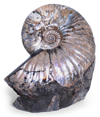 Аммонит Deshayesites sp.