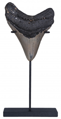 Зуб мегалодона 10,5 см