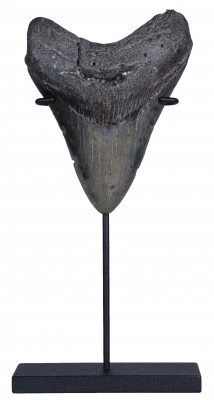 Зуб мегалодона 10 см