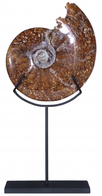 Аммонит Cleoniceras sp.