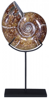 Аммонит Lytoceras sp.