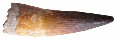 Зуб спинозавра