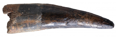 Зуб спинозавра