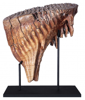 Зуб мамонта 