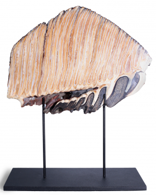 Зуб мамонта