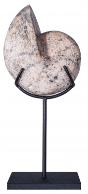 Аммонит Paracladiscites timidus