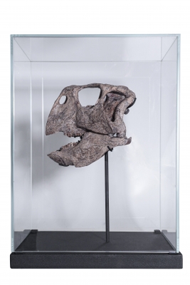 Череп динозавра Psittacosaurus sp.