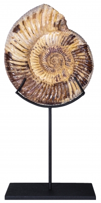 Аммонит Perisphinctes sp.