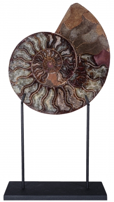 Аммонит Cleoniceras sp.