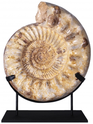 Аммонит Kranaosphinctes sp.